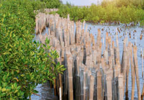 Nature for Climate and Resilience: Pathways for Sustainable Infrastructure